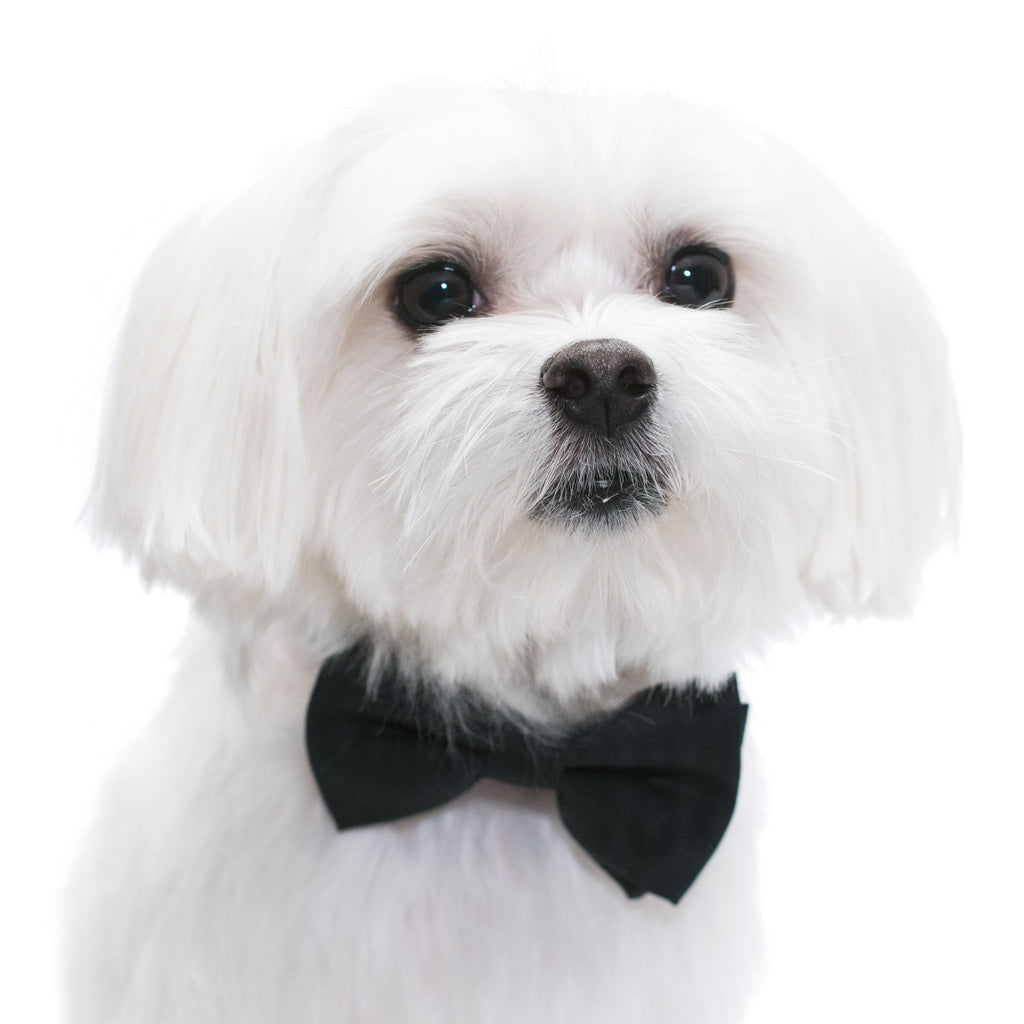 Elegant Pups Classy Black Collar Bow Tie and Leash for Dogs by United Pups