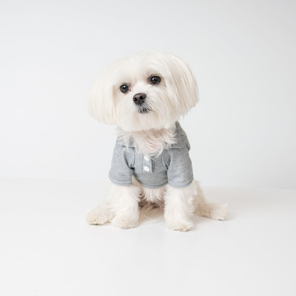 Maltese Dog in Modern Pups Gray Polo Shirt from United Pups