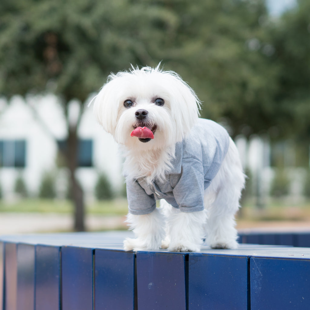 Maltese Dog in Modern Pups Gray Polo Shirt from United Pups