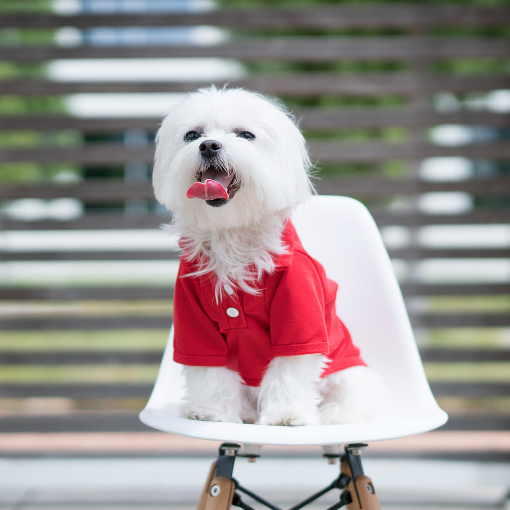 Maltese Dog in Cool Pups Red Polo Shirt for Dogs from United Pups