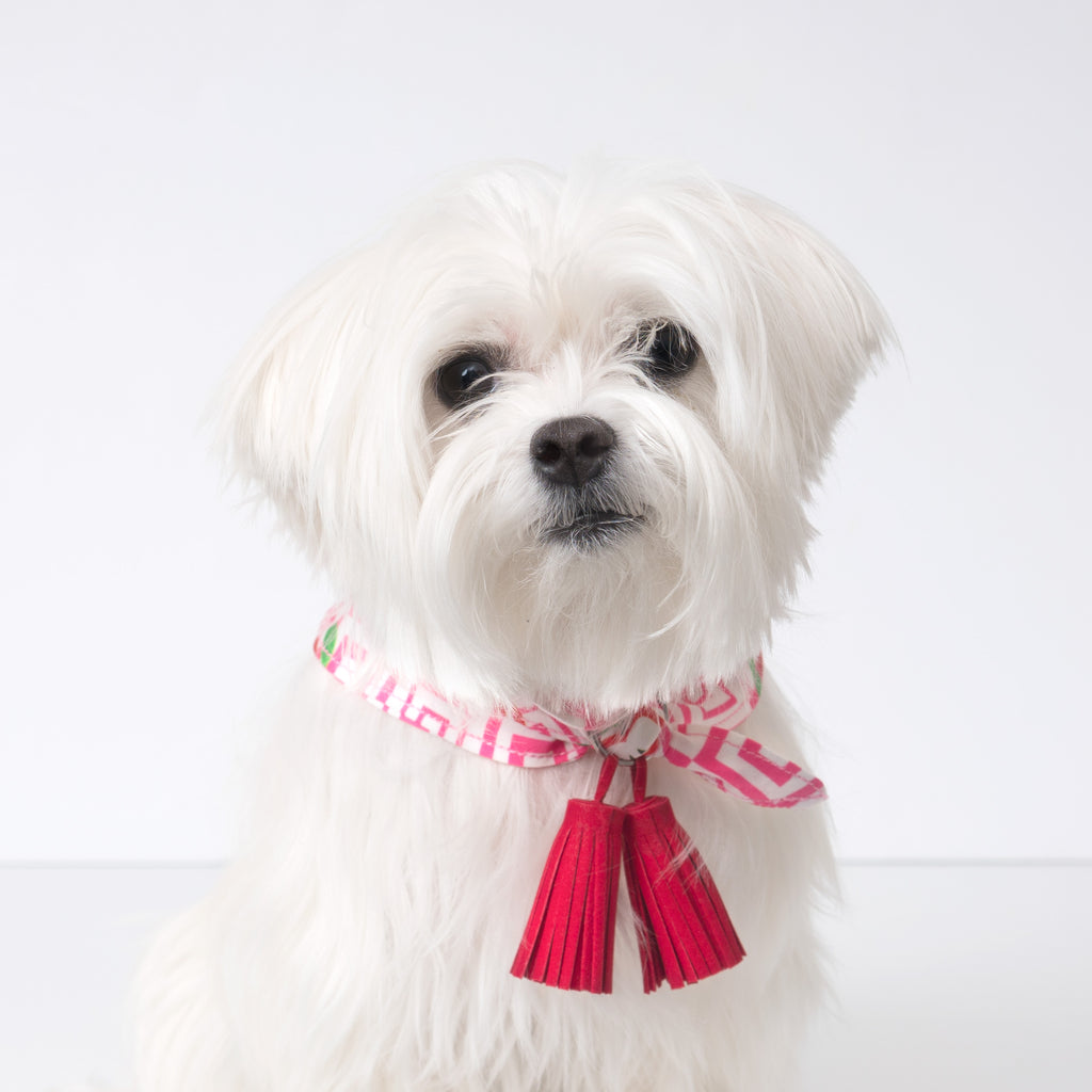 Cool Pups Red Apple Bandana with Tassels that can be on front or back.  Pictured on a Maltese dog.