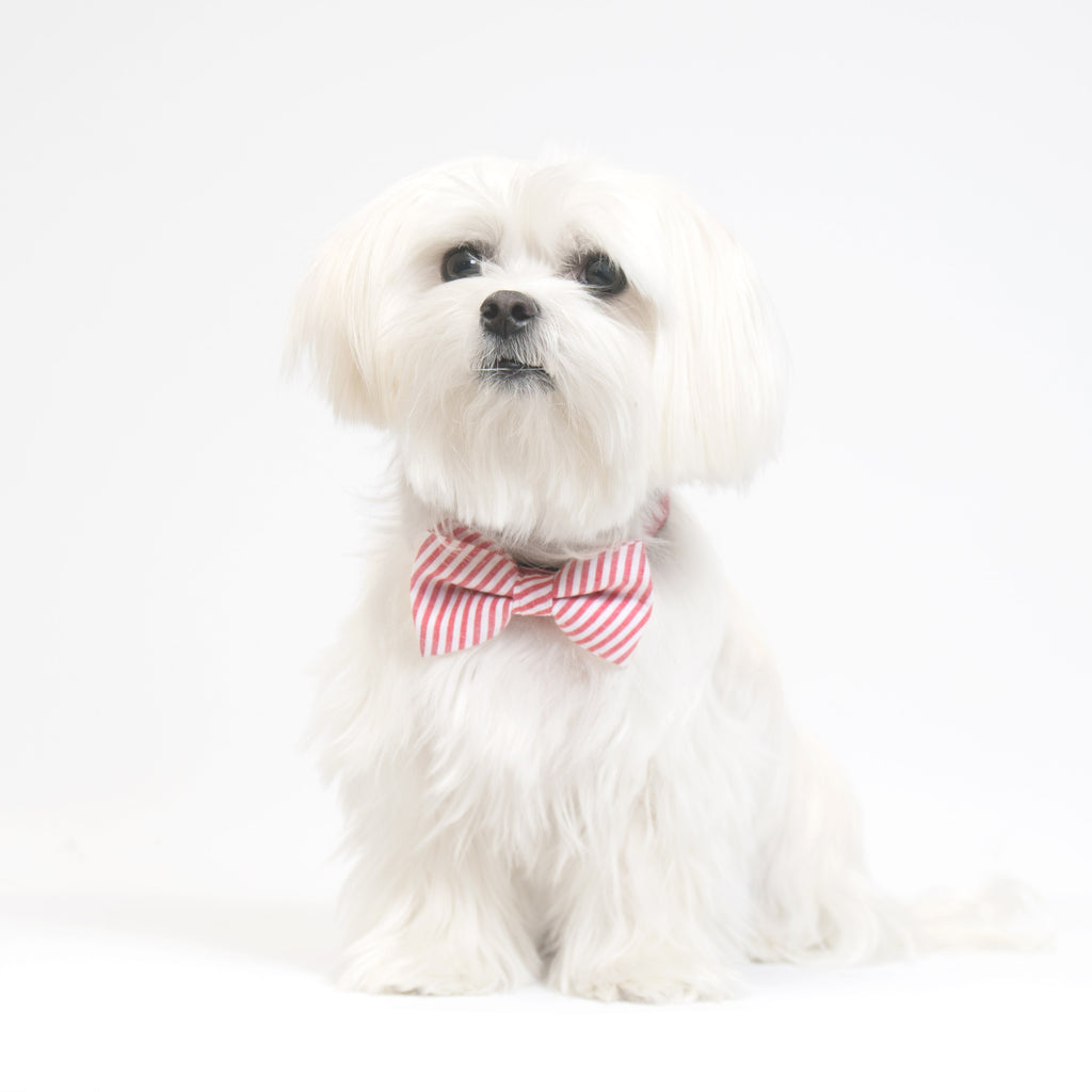 Cool Pups Pastel Red Collar and Fancy Ties Set by United Pups