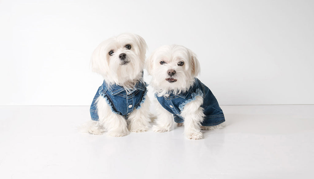 United Pups: Pet Apparel, Pet Accessories, and more!