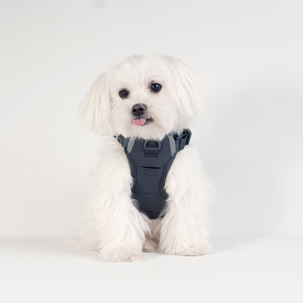 United Pups Designer Dog Harness with Tracking Pocket