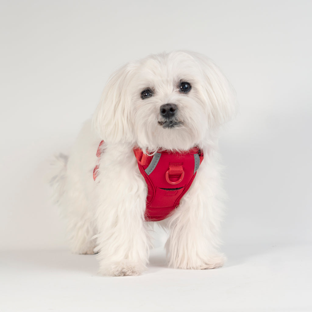 United Pups Cool Pups Red Designer Dog Harness with Tracking Pocket
