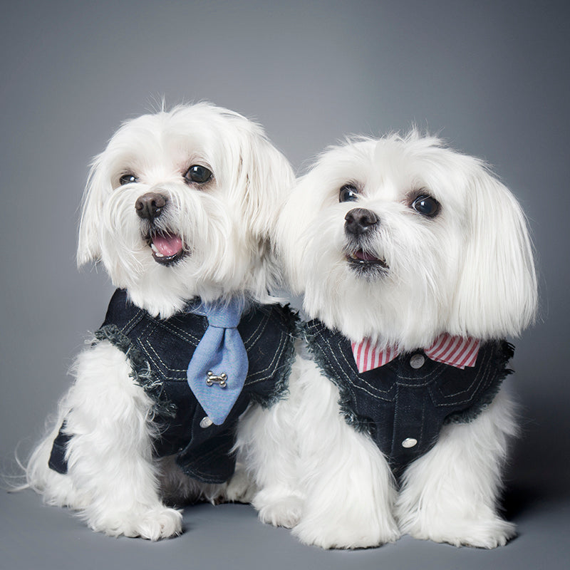 Chill Pups Blue Collar and Fancy Ties Set
