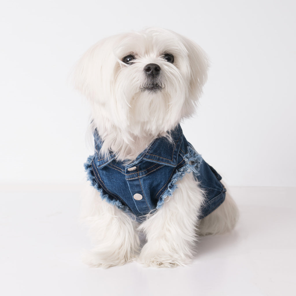 United Pups Chill Pups Denim Blue Fashion Jean Jacket 