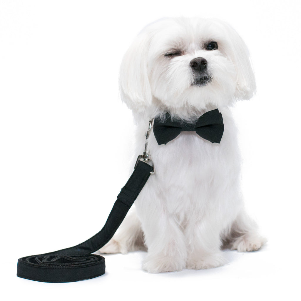 Elegant Pups Classy Black Collar Bow Tie and Leash for Dogs by United Pups