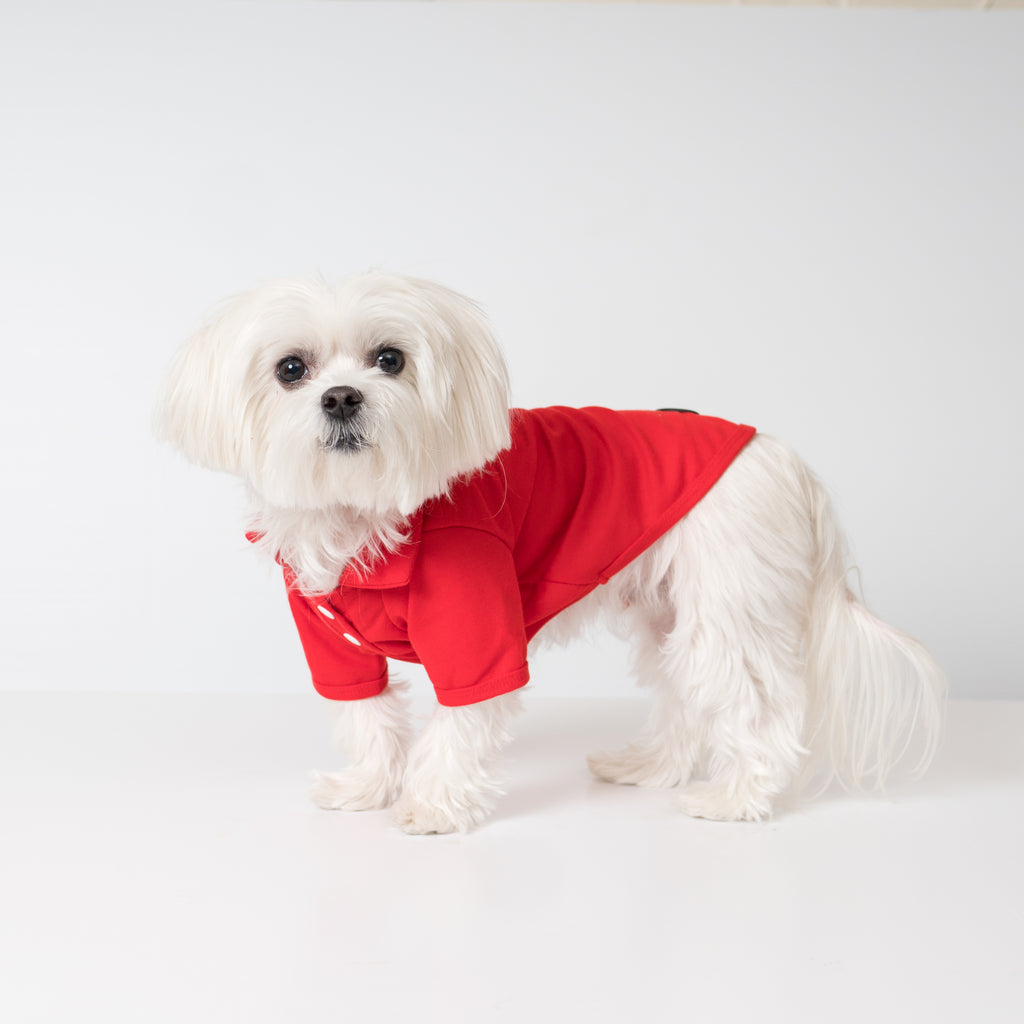 Maltese Dog in Cool Pups Red Polo Shirt for Dogs from United Pups