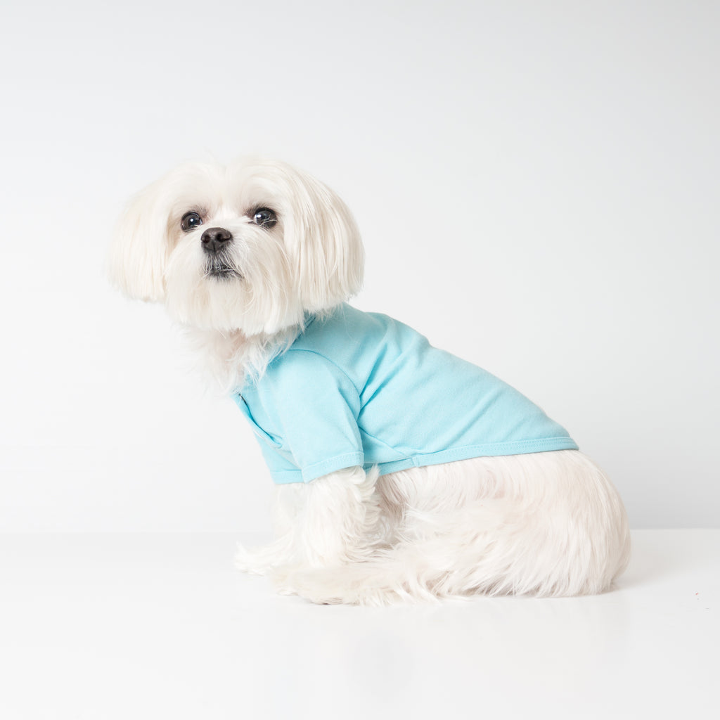 Maltese Dog in Chill Pups Blue Polo Shirt for Dogs from United Pups