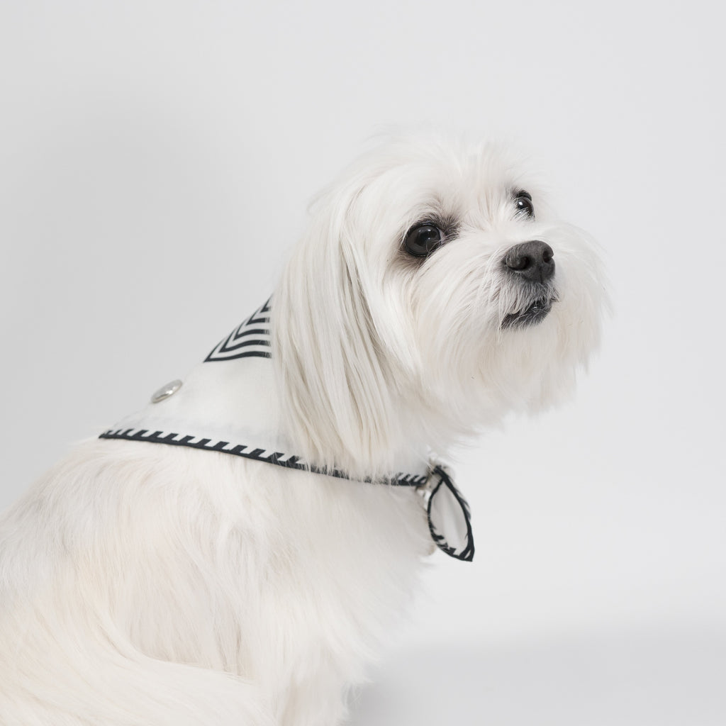 Modern Pups Black Silk Striped Bandana with Accessories by United Pups