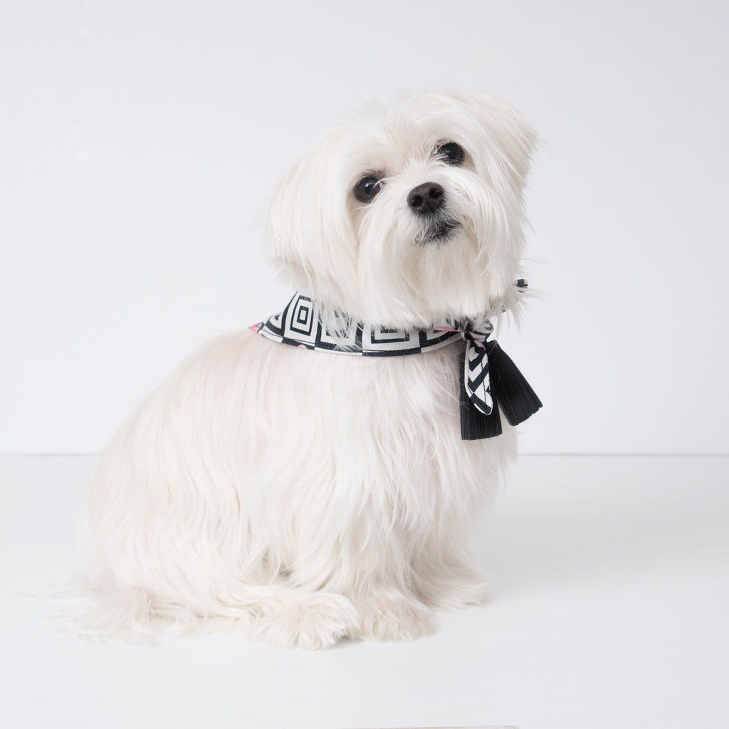 Modern Pups Ice Cream Bandana with Tassels on a Maltese Dog.  Pictured is size small. Tassels can be on front or back of the pup.