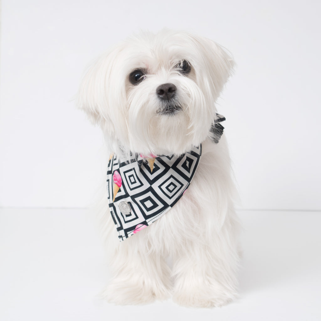 Modern Pups Ice Cream Bandana with Tassels on a Maltese Dog.  Pictured is size small.