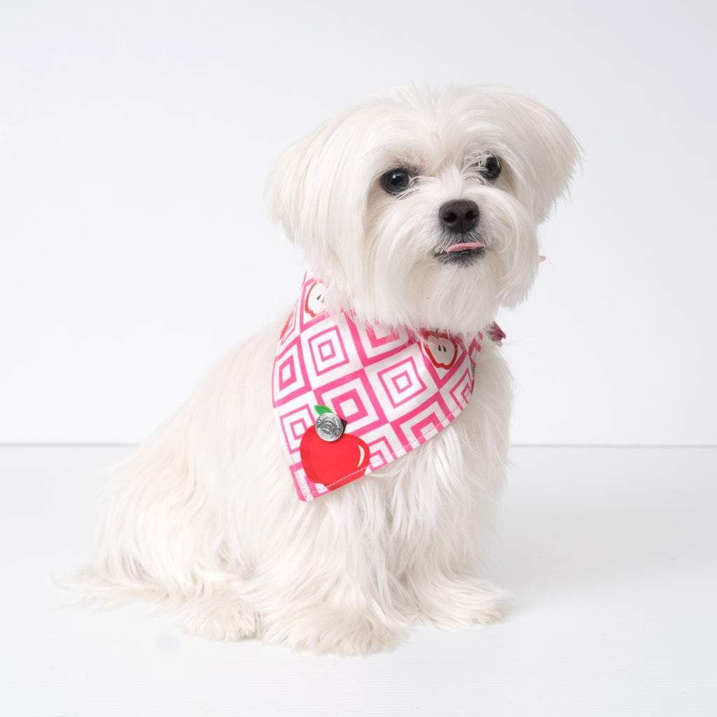 Cool Pups Red Apple Bandana with Tassels on a Maltese dog.  Pictured is small size.