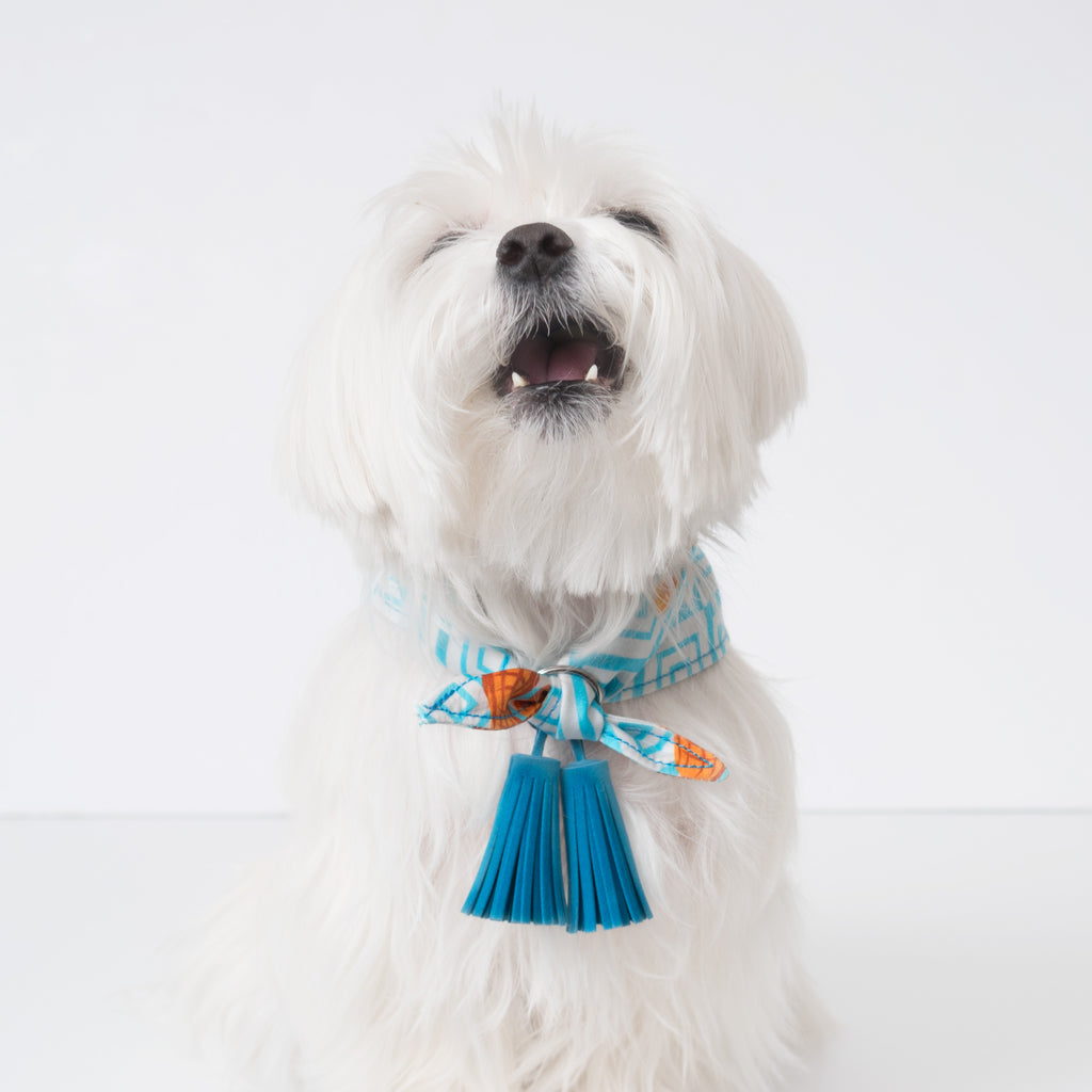 Chill Pups Blue Peanut Butter Bandana with Tassels that can be on front or the back.  Pictured is small on a maltese dog.