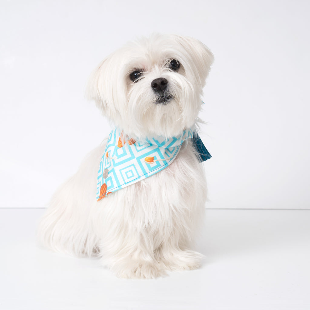 Chill Pups Blue Peanut Butter Bandana with Tassels on a Maltese dog. Pictured is size small.