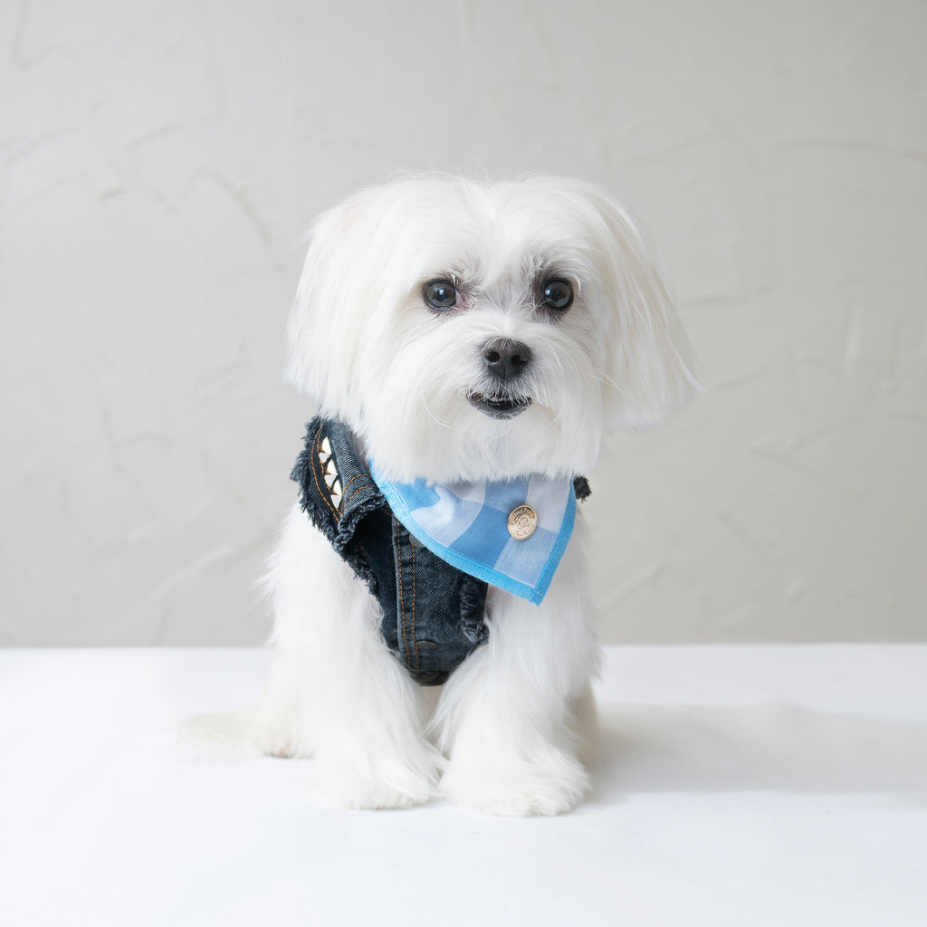 Chill Pups Blue Gingham Bandana with Accessories