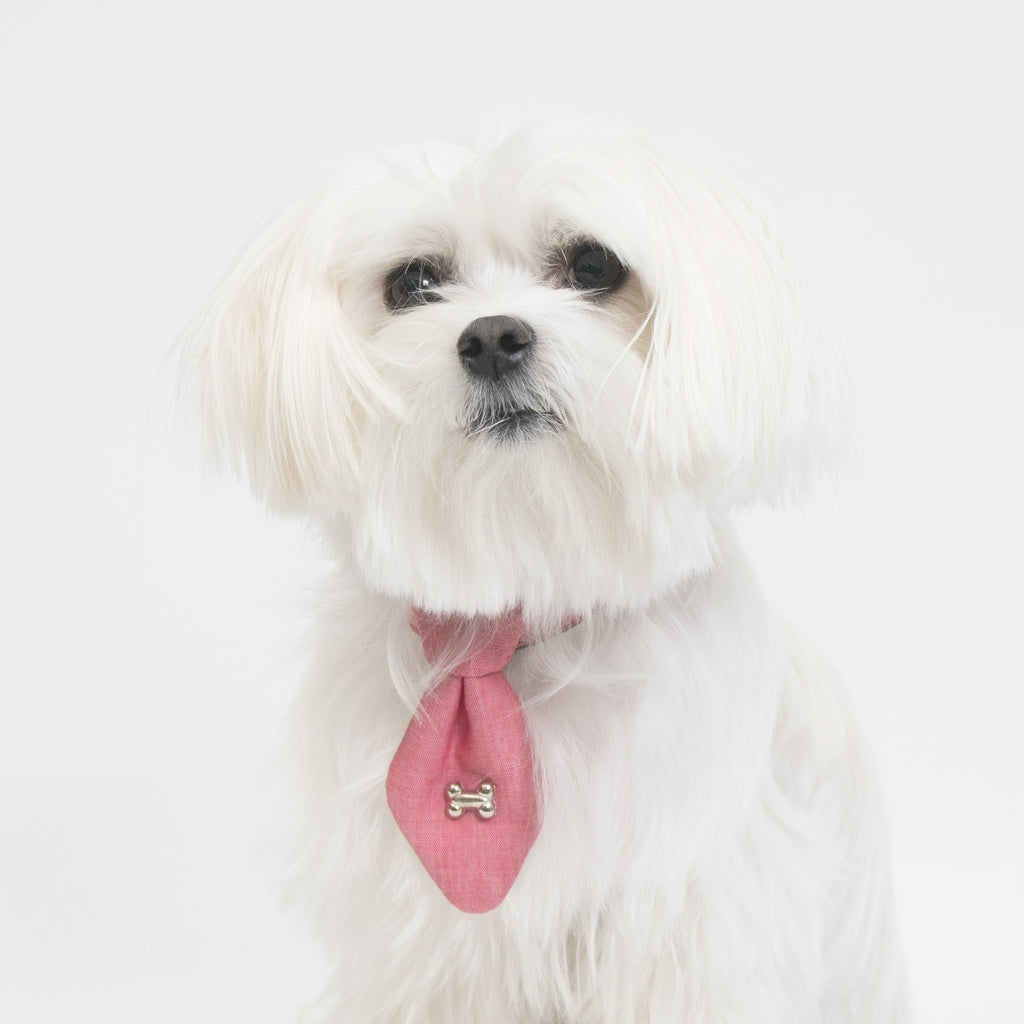 Cool Pups Pastel Red Collar and Fancy Ties Set by United Pups
